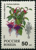 Комнатные растения. Фуксия гибридная. 1993