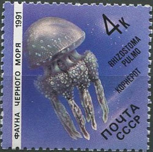 1991. Фауна Черного моря. Медуза.