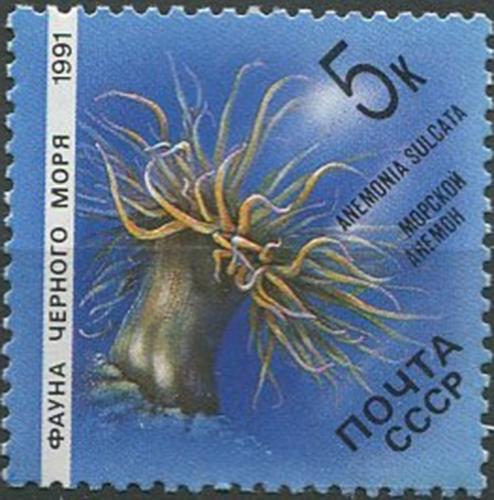 1991. Фауна Черного моря. Морской анемон.